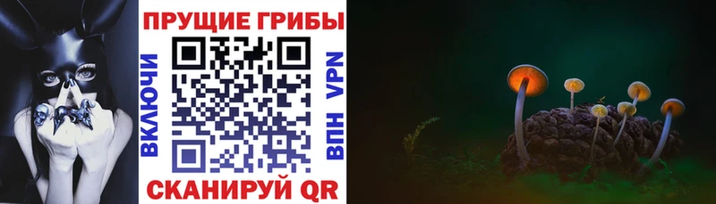 Псилоцибиновые грибы Cubensis  Анапа 